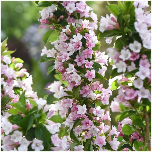 Weigela towers flowers - weigela,