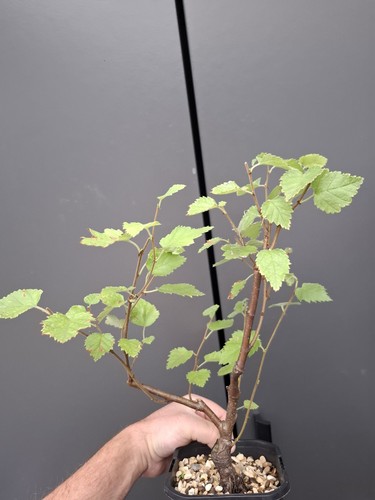 Silver birch bonsai part - silver,