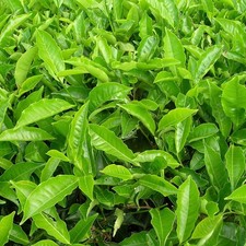 Camellia Tea Plant in 12cm Pot - Camellia sinensis Evergreen Shrub
