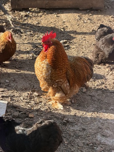 Pekin bantam eggs - pekin,