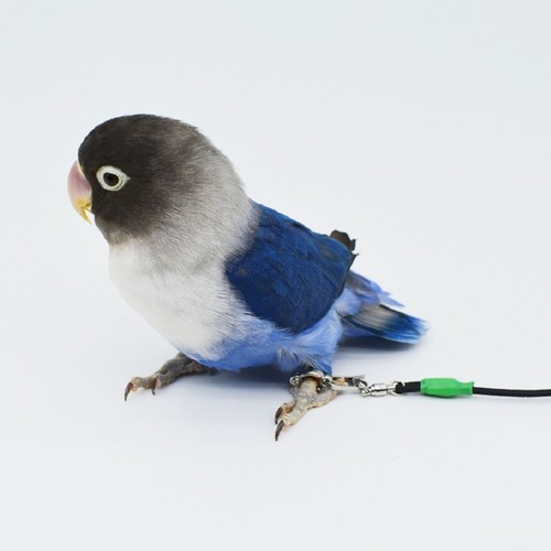 20ft parrot bird - bird, leg