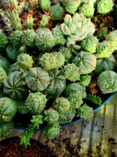 Euphorbia pseudoglobosa stem - euphorbia,