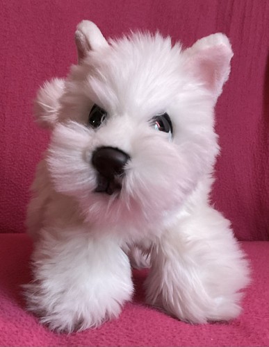 Keel cuddle puppies west - keel,