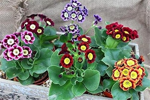 Primula auricula mixed hardy - primula,