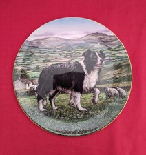 Royal Doulton 'Dogs In Action' Series Decorative Plate -  Border Collie (PN174)