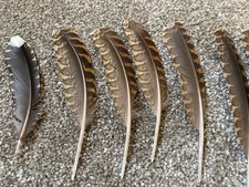 Woodcock Feathers for crafts /