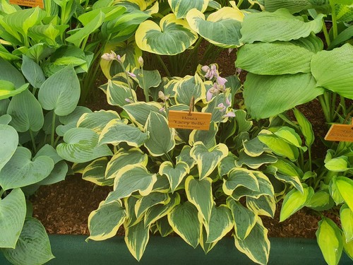 Hosta lacey belle green - green, &