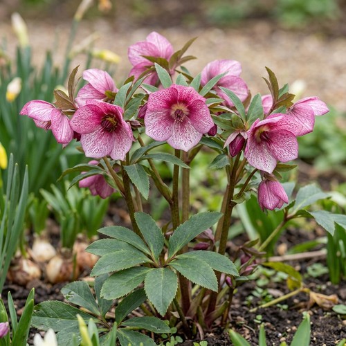 Hellebore strawberry moon - strawberry,