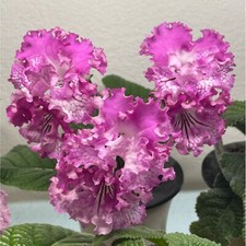 Streptocarpus Sensation-Plug