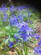PURE ENGLISH BLUEBELL (LATEST
