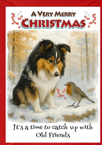 Shetland sheepdog sheltie - sheepdog,
