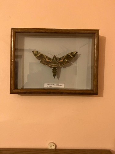Framed oleander hawkmoth - hawkmoth, in