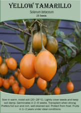 Yellow Tamarillo (Solanum