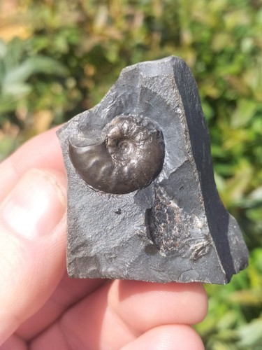 Eleganticeras ammonite - eleganticeras,