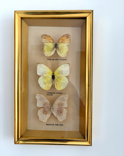 Framed mounted butterfly - framed,
