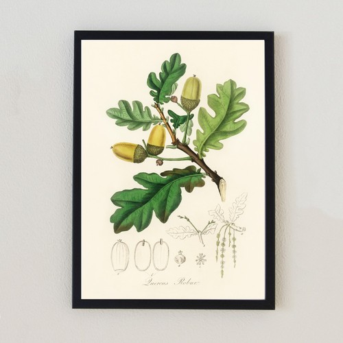 Vintage botanical acorn tree - botanical,