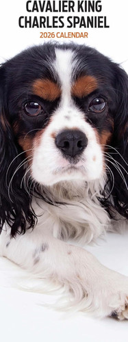 Cavalier king charles 2026 - cavalier,