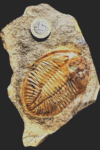 Fossil trilobite ogyginus - trilobite,