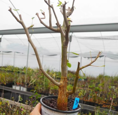 Bursera bicolor wysiwyg own - wysiwyg,