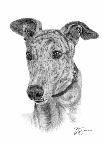 Greyhound pencil drawing - greyhound,