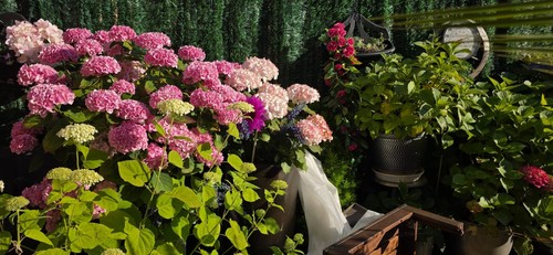 Potted flowering hydrangea - potted,