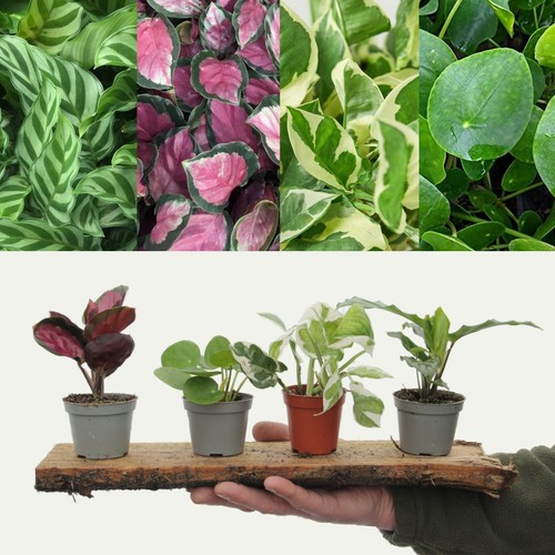 Small house plant mix - mix,