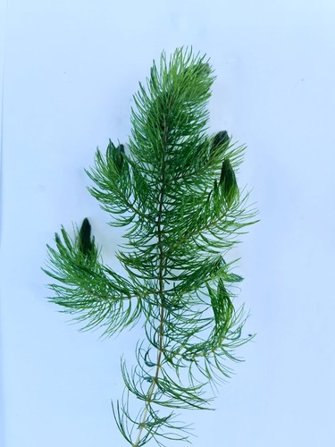 Ceratophyllum demersum - 20,