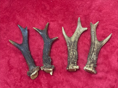 Pairs roe deer antlers - of,