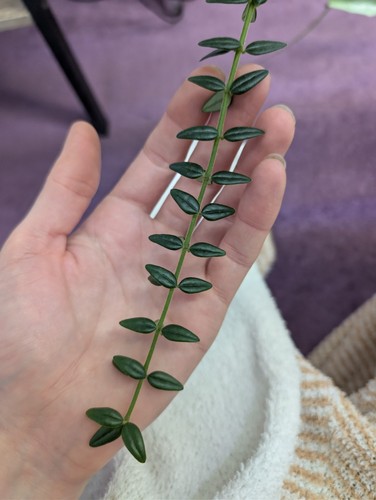 Hoya dickansoniana node - hoya,
