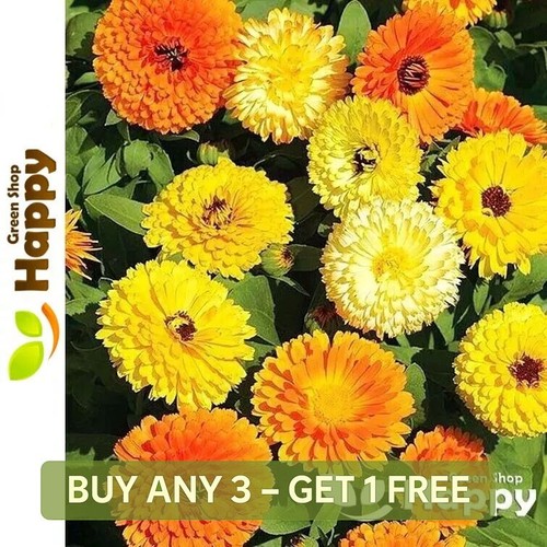 Pot marigold dwarf gitana - marigold,