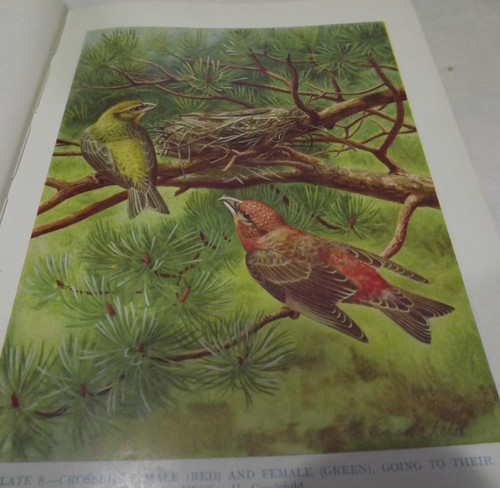 Vintage book british birds - vintage,