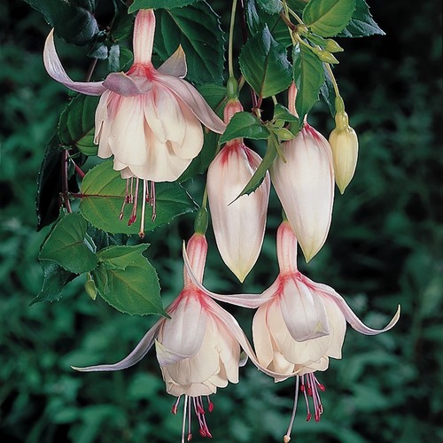 Fuchsia happy wedding - happy,