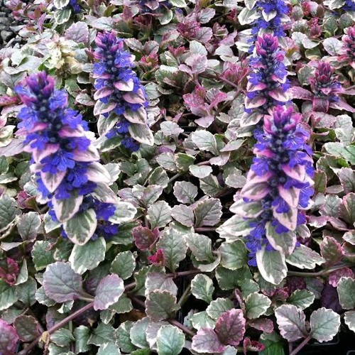 Ajuga burgundy glow ground - 2x,