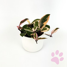 Hoya Flamingo Dream Houseplant