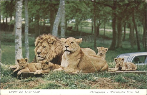 Vintage longleat lions - longleat,
