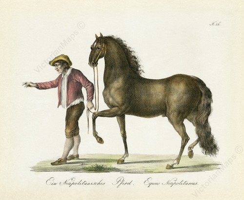 Italian neapolitan horse - neapolitan,