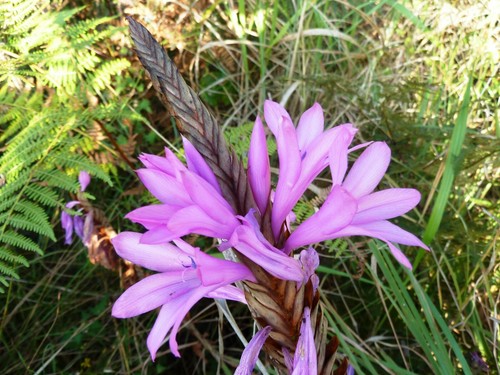 Watsonia densiflora seeds - watsonia,