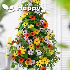 BLACK EYED SUSAN SUNRISE MIX - 35 SEEDS - Thunbergia Alata - VINE CLIMBER