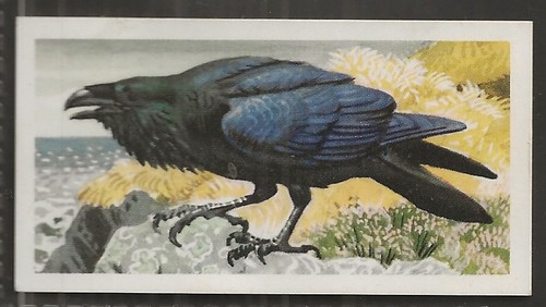 Brooke bond bird - brooke,