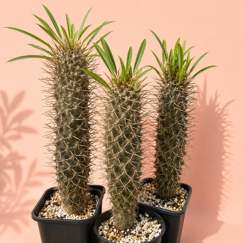 Pachypodium lamerei madagascar - pachypodium,