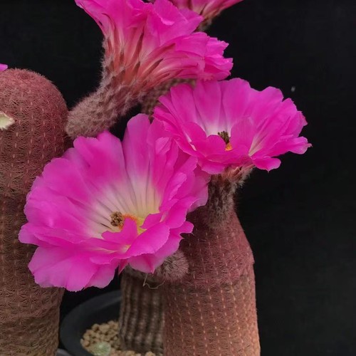 Old raresucculent cactus - raresucculent,