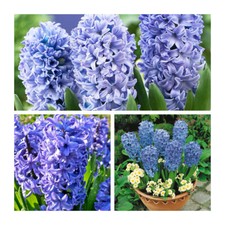 Delft Blue Hyacinth x 10 Flower Bulbs.Indoor / Outdoor Flowers Highly Fragrant. 