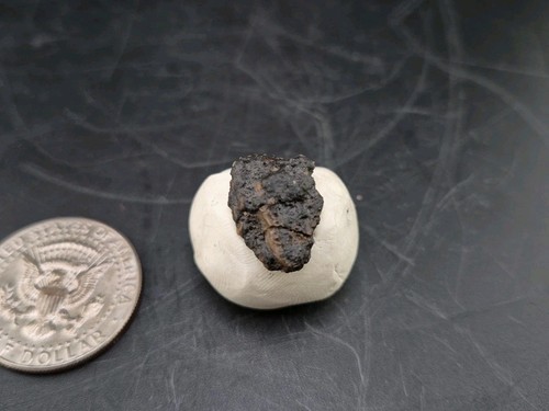 Fossil dinosaur permineralized - fossil,