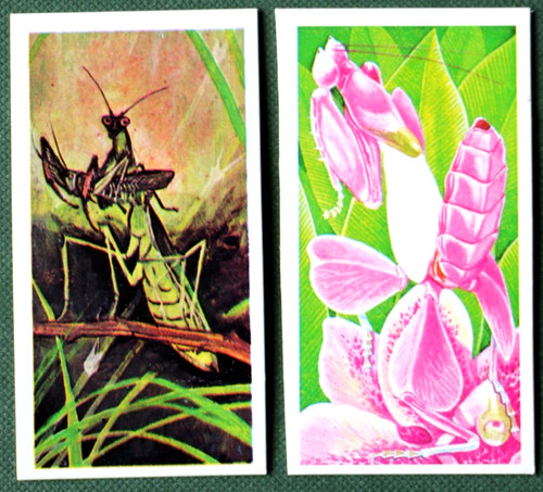 Praying mantis mantodea - ,