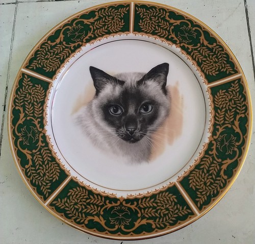 Lovely vintage siamese - lovely, cat