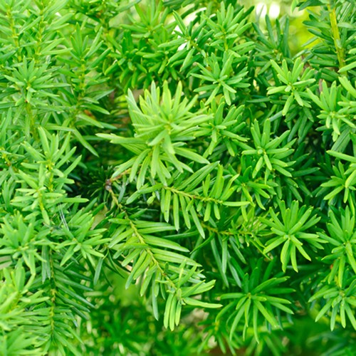Taxus baccata - , (yew