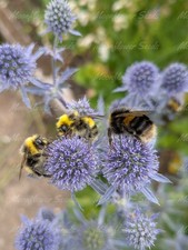 Sea Holly - Eryngium Planum
