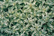 Kalimeris yomena 'Shogun'