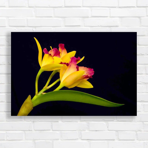 Cattleya flowers exquisite - flowers,