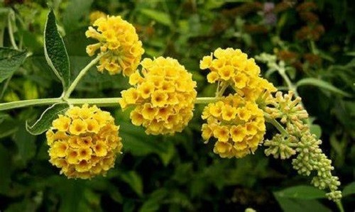 Buddleia sungold plant shrub - buddleia,